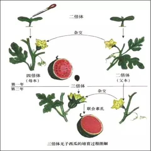角色系统与植物种类详解