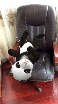 适合猫咪的手机游戏类型